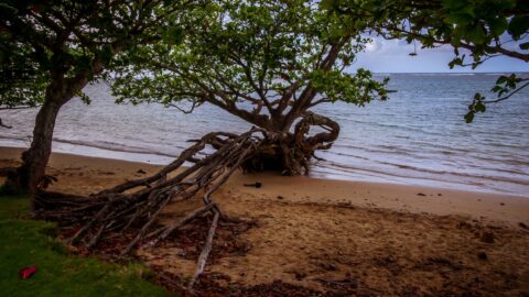 Trees On Anini Beach, North Shore of Kauai Island, HI