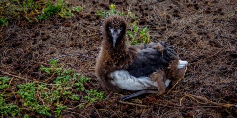 Young Albatross in Sanctuary near Larsen’s Beach, North-East Shore of Kauai Island, HI