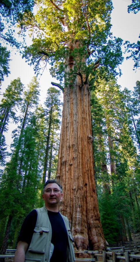 rrasha And General Sherman Tree In Giant Sequoia National Monument, CA