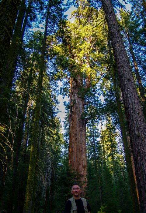 rrasha In Shadow Of Big Trees In Giant Sequoia National Monument, CA