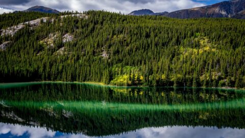 Detail Of Emerald Lake, Carcross, YT