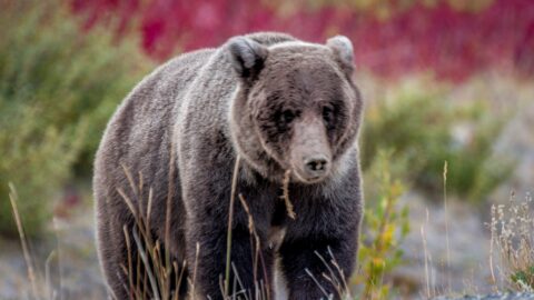 Face To Face With Grizzly Bear On Alaska Highway, Kluane National Park and Reserve, YT