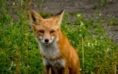 Fox Gave Me A Suspicious Look, Whitehorse, YT