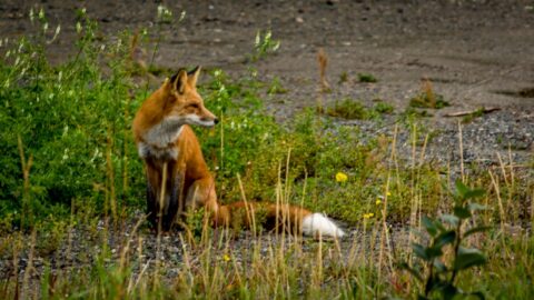 Fox Profile, Whitehorse, YT