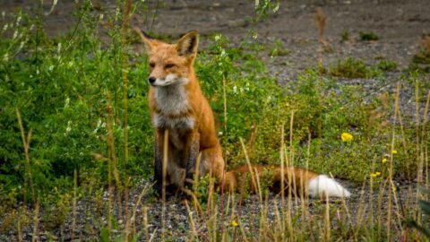 Fox, Whitehorse, YT