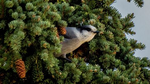 Grey Jay Hiding In The Tree, Kluane National Park, YT
