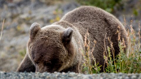 Grizzly Bear Digs On The Side Of Alaska Highway, Kluane National Park and Reserve, YT