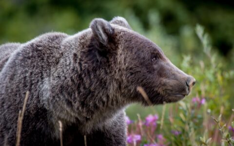 Grizzly Bear On The Alert On Alaska Highway, Kluane National Park And Reserve, YT