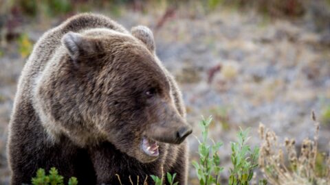 Grizzly Bear Roars on Alaska Highway, Kluane National Park And Reserve, YT