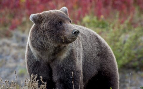 Grizzly Bear On The Side Of Alaska Highway, Kluane National Park And Reserve, YT