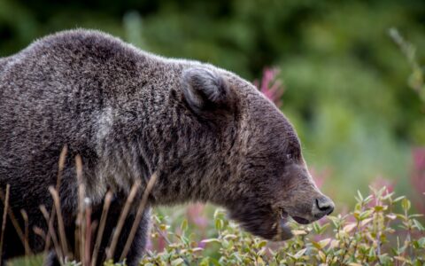 “I See You”, Grizzly Bear On Alaska Highway, Kluane National Park And Reserve, YT