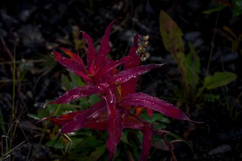 In The Morning Dew On Otter Falls Recreation Site, YT