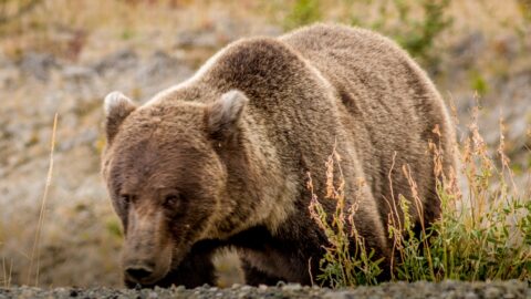 “Just Leave Your Car…” Grizzly Bear On Alaska Highway,YT