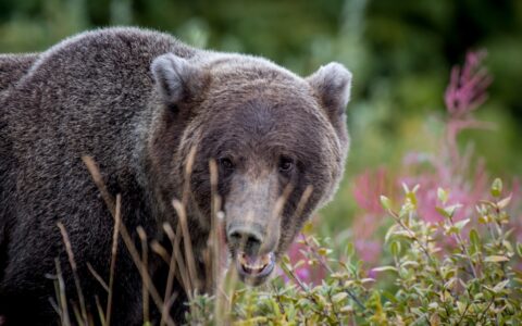 “Someone To Eat There?” – Grizzly Bear On Alaska Highway, Kluane National Park And Reserve, YT
