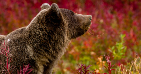 “MMMMMM Smells Better Than Veggies” Grizzly Bear  In Kluane National Park and Reserve, YT