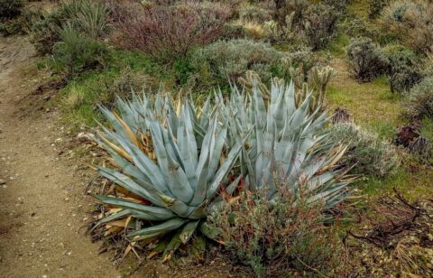 Agave Cactus Along Trail Near Stone Pools in Indian Canyon, Palm Springs, CA