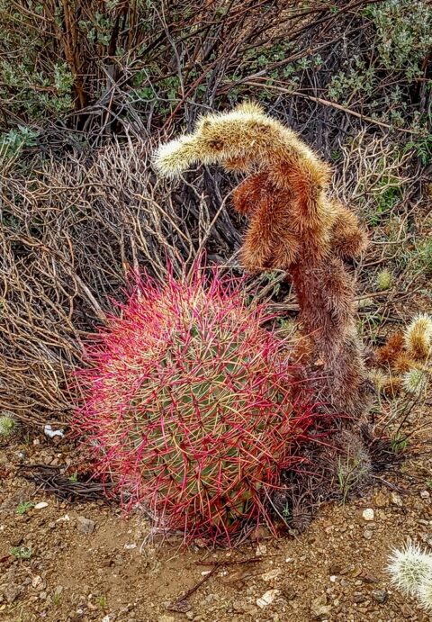 Cacti Sculpture Near Stone Pools in Indian Canyon, Palm Springs, CA