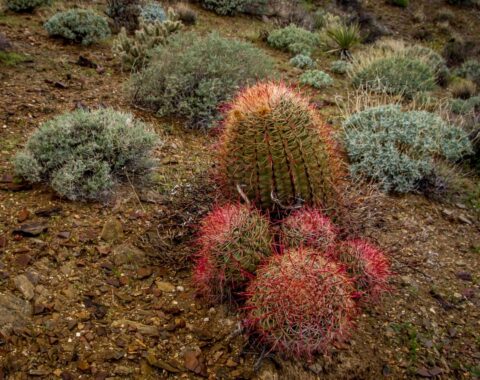 Cacti in Indian Canyon, Palm Springs, CA