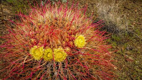 Cactus with Flowers in Indian Canyon, Palm Springs, CA
