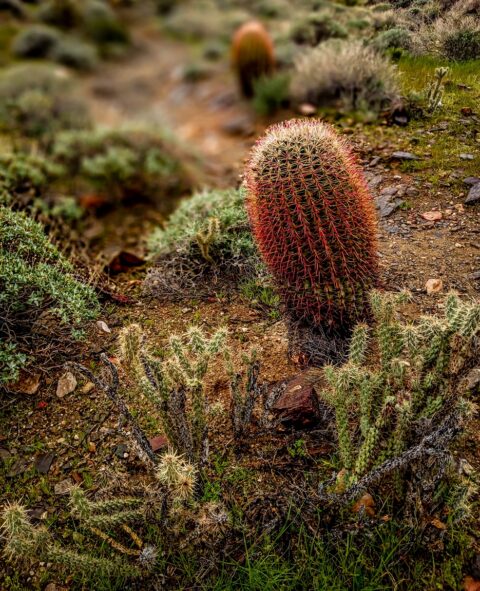 Different Cacti Along Trail in Indian Canyon, Palm Springs, CA