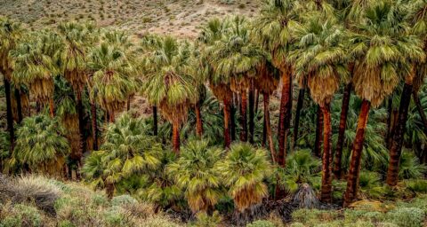 First Grove Of Palms Partly Damaged by Fire In Indian Canyon, Palm Springs, CA