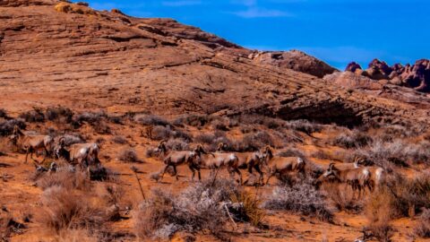 Herd Of Female Bighorn Sheep In Valley Of Fire State Park, NV
