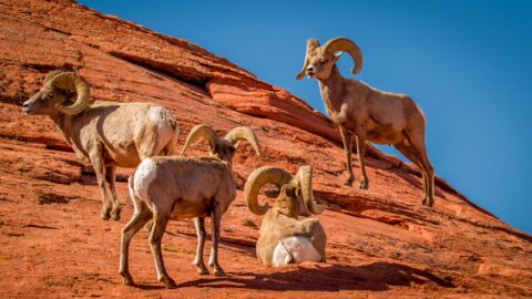 Male Big Horn Sheep Near Atlatl Rock In Valley Of Fire State Park, NV