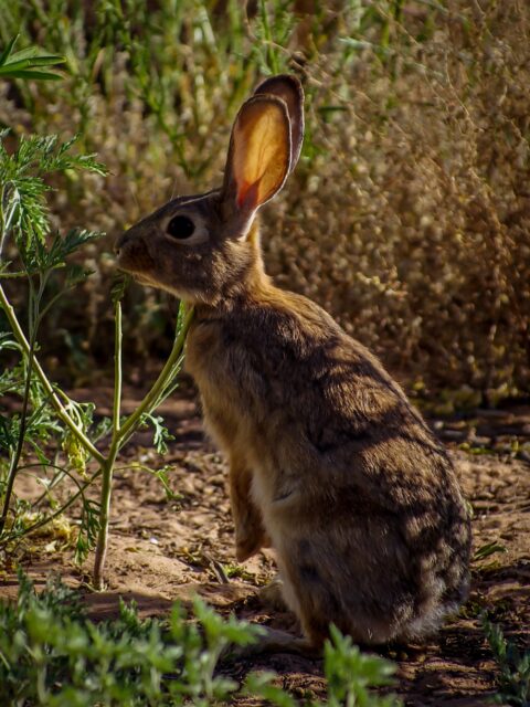 Morning Visitor In Needles District Campground, Canyonlands National Park, UT