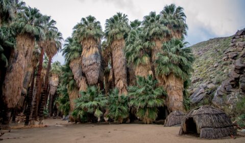 On Palm Canyon Trail in Indian Canyon, Palm Springs, CA