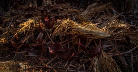 Palm Leaves And Branches On The Ground In Coachella Valley Preserve Near Palm Springs, CA