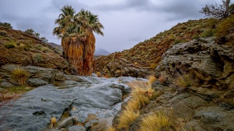 Palm Trees At Stone Pools in Indian Canyon, Palm Springs, CA