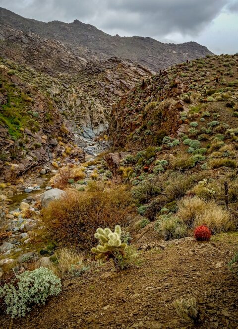 Scenery Downstream of Stone Pools In Indian Canyon, Palm Springs, CA