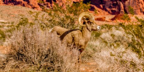 Suspicious Big Horn Sheep Near Atlatl Rock In Valley Of Fire State Park, NV