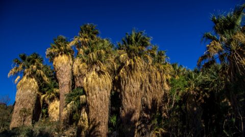 Tall Palm Trees In Coachella Valley Preserve Near Palm Springs, CA
