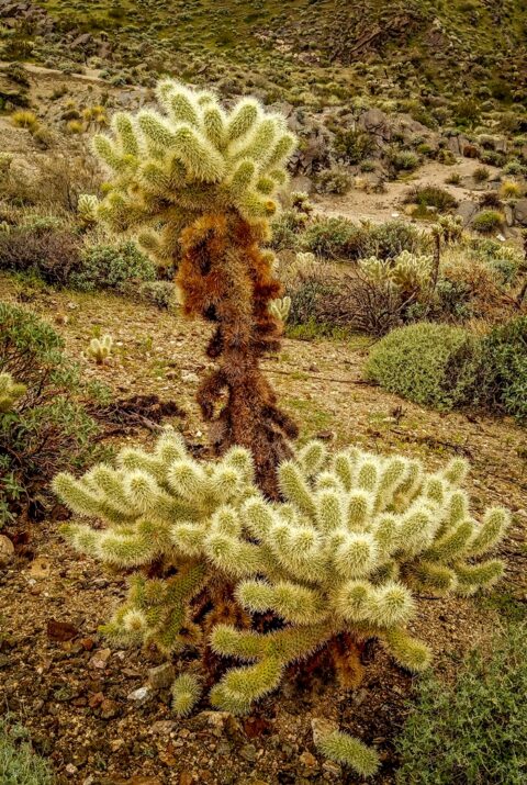 Teddy Bear Cactus in Indian Canyon, Palm Springs, CA