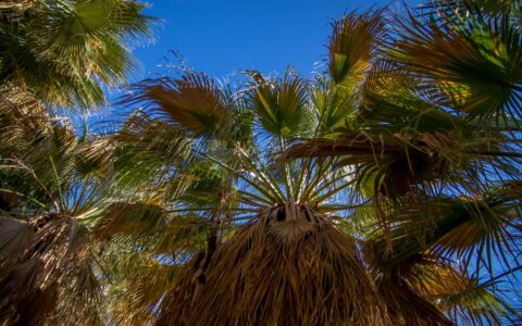 Under Tall Palm Tree In Coachella Valley Preserve Near Palm Springs, CA