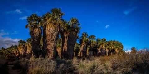 Winter Day In Coachella Valley Preserve Near Palm Springs, CA