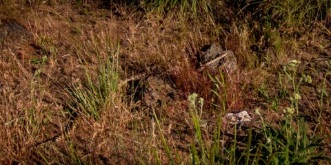 Gopher Snake Along Trail to Smith Rock, OR