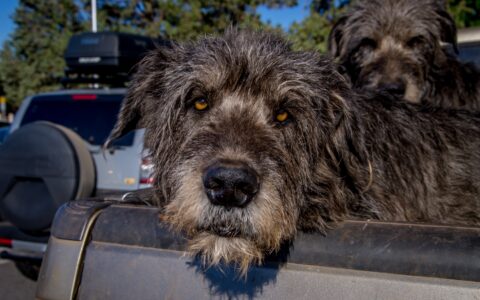 Wolfhound On parking in P. S. Ogden State Scenic Viewpoint Rest Area, Terrebonne, OR