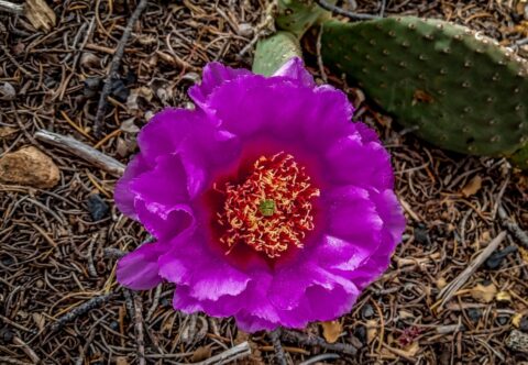 Cactus Flower On Gooseberry Mesa, UT