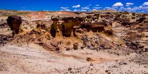 Chocolate Colored Toadstools In Valley Of Dreams, NM