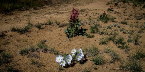 Flowers Near Trailhead In Ah-Shi-Sle-Pah Wilderness Study Area, NM