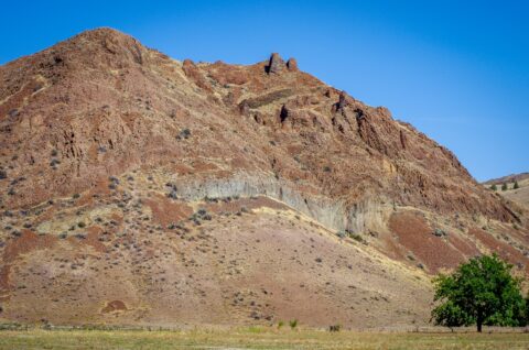 Lone Tree & the  Hill on the Trail to Painted Hills, John Day Fossil Beds National Monument, OR