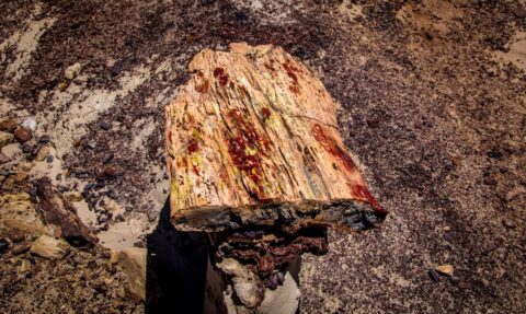Piece Of Petrified Wood In Valley Of Dreams, NM