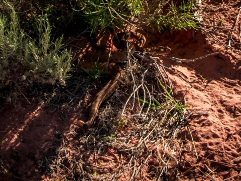 Rattle Snake Shake In White Pocket, AZ