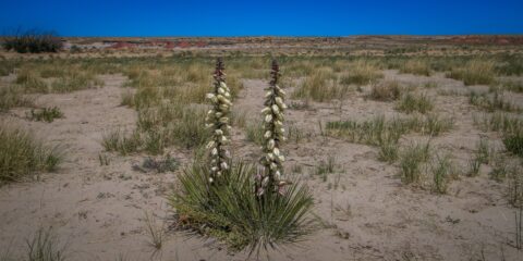 There Is No Marked Trail In Valley Of Dreams, NM