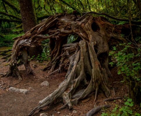 Dark Fantasy In Olympic National Park, WA