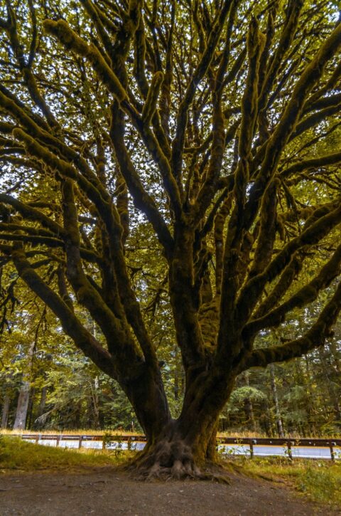 Giant Tree Near Trailhead To Marymere Falls In Olympic National Park, WA