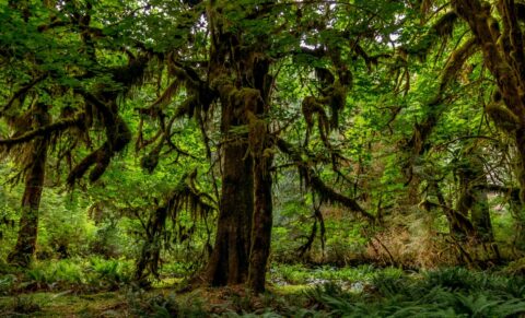 Hall of Mosses Is Almost Like Jungle In Olympic National Park, WA
