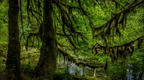 In Hall of Mosses In Olympic National Park, WA